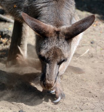 Kanguru, Makropodidae familyasından bir keseli hayvandır (makropodlar).).