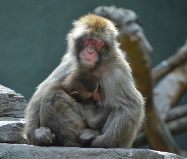 Japon Macaca fuscata, karada yaşayan ve Japonya 'ya özgü bir maymun türüdür..