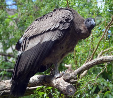 Bebek And Akbabası Vultur gryphus, Yeni Dünya akbaba familyasından Cathartidae familyasından bir kuş türü..