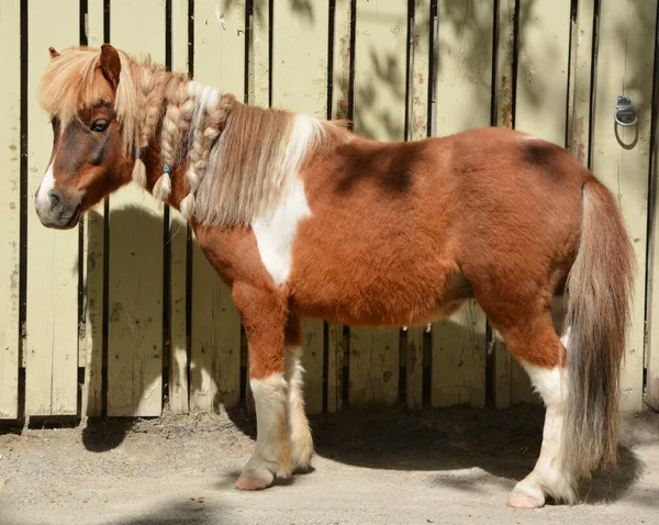 Miniaturpferde Sind Groß Wie Ein Sehr Kleines Pony Viele Behalten — Stockfoto