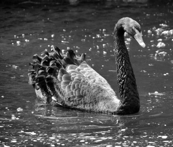 Cisne Negro Uma Ave Aquática Grande Uma Espécie Cisne Que — Fotografia de Stock