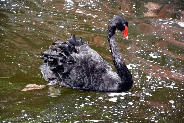 黒白鳥は大きな水鳥で 主にオーストラリアで繁殖する白鳥の一種です ニュージーランドの亜種がマオリによって絶滅の危機に瀕したが 1860年代に再導入された — ストック写真