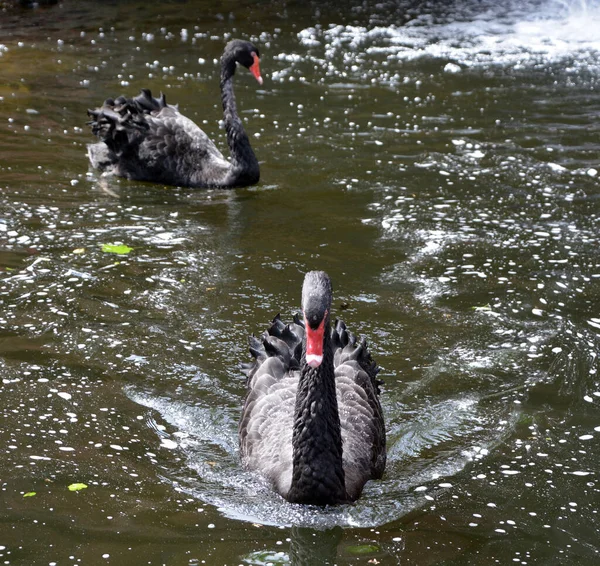 Zwarte Zwaan Black Zwan Een Grote Zwaan Die Voornamelijk Australië — Stockfoto