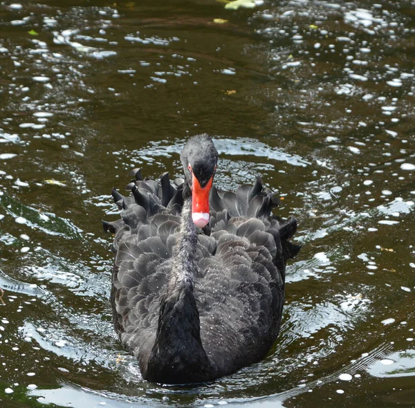 黒白鳥は大きな水鳥で 主にオーストラリアで繁殖する白鳥の一種です ニュージーランドの亜種がマオリによって絶滅の危機に瀕したが 1860年代に再導入された — ストック写真