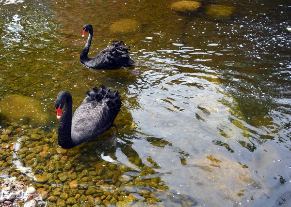 Cisne Negro Gran Ave Acuática Una Especie Cisne Que Reproduce — Foto de Stock