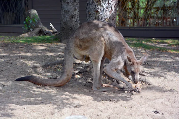 Canguro Marsupial Familia Macropodidae Macrópodos Que Significa Pie Grande —  Fotos de Stock