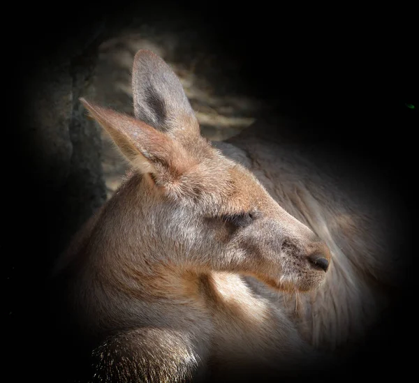 Kängurun Ett Pungdjur Från Familjen Macropodidae Makropoder Som Betyder Stor — Stockfoto
