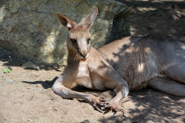 Kangur Jest Torbaczem Rodziny Makropodidae Makropody Oznaczające Duże Stopy — Zdjęcie stockowe