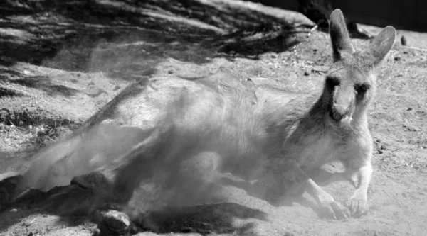 Canguru Marsupial Família Macropodidae Macrópodes Que Significa Grande — Fotografia de Stock