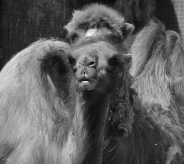 Camel Ungulado Dentro Gênero Camelus Tendo Depósitos Gordura Distintos Conhecidos — Fotografia de Stock