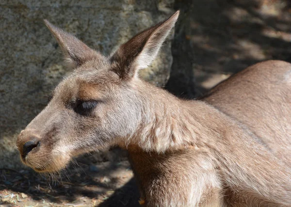 Canguru Marsupial Família Macropodidae Macrópodes Que Significa Grande — Fotografia de Stock