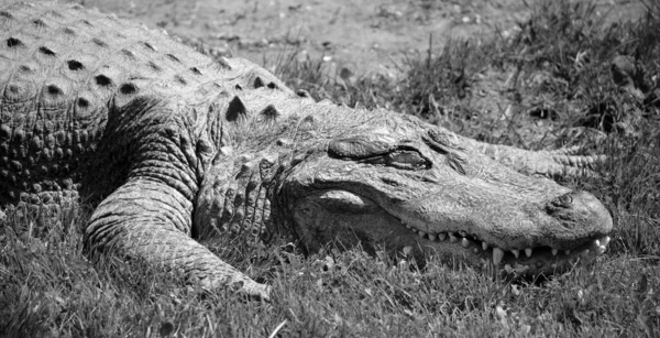 Alligator Een Krokodil Uit Familie Alligatoridae Twee Levende Soorten Zijn — Stockfoto