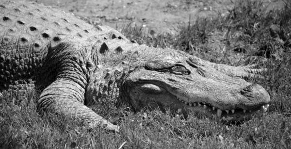 ワニはワニ科ワニのワニ属に属するワニです 2種はアメリカのワニと中国のワニです — ストック写真