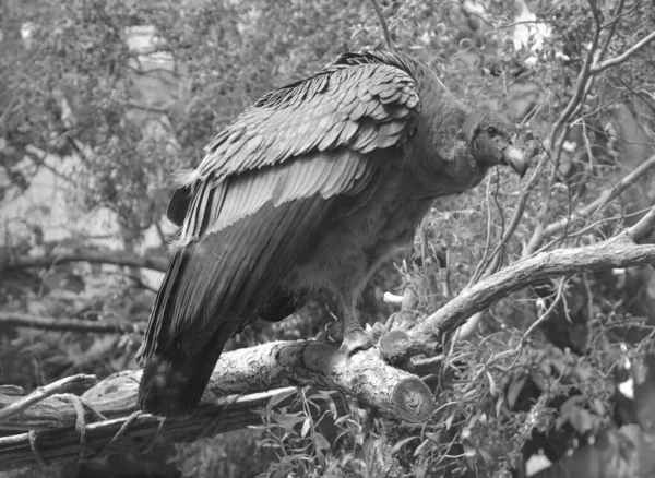 Baby Andean Condor Vultur Gryphus South American Bird New World — Stock Photo, Image