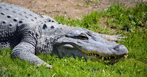 Alligator Crocodilian Genus Alligator Family Alligatoridae Two Living Species American — Stock Photo, Image
