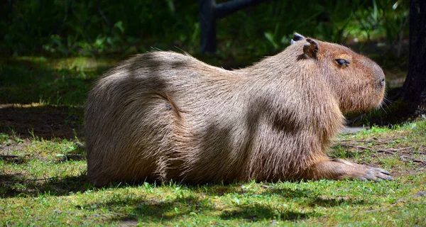 Capibara Het Grootste Knaagdier Ter Wereld Het Geslacht Hydrochoerus Ook — Stockfoto