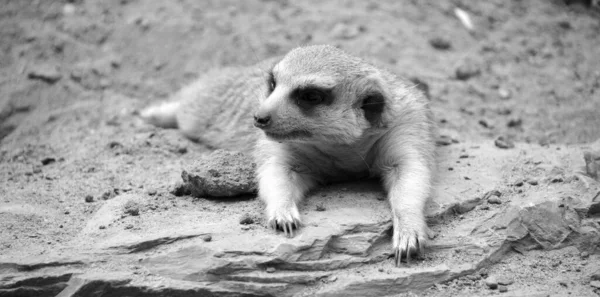 Meerkat Suricado Pequeno Carnívoro Pertencente Família Dos Mangustos Que Vivem — Fotografia de Stock