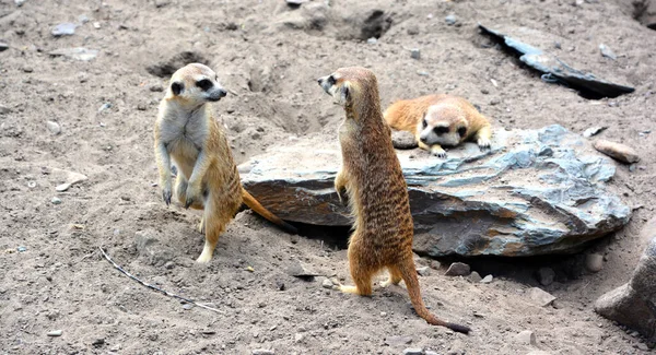 Meerkat Suricate Small Carnivoran Belonging Mongoose Family Live Kalahari Desert — Stock Photo, Image