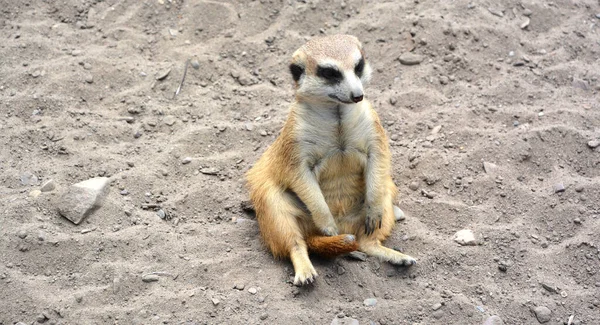 Meerkat或Suricate是一种小型食肉动物 属于Mongoose家族 生活在博茨瓦纳的卡拉哈里沙漠 纳米比亚和安哥拉西南部 以及南非 — 图库照片