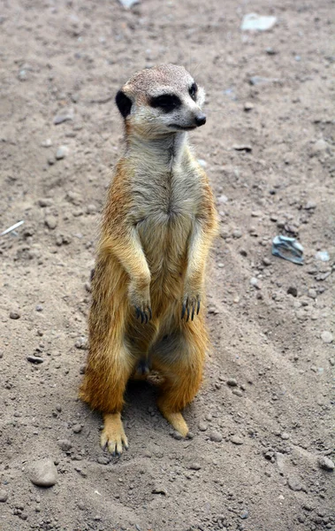 Meerkat Suricado Pequeno Carnívoro Pertencente Família Dos Mangustos Que Vivem — Fotografia de Stock