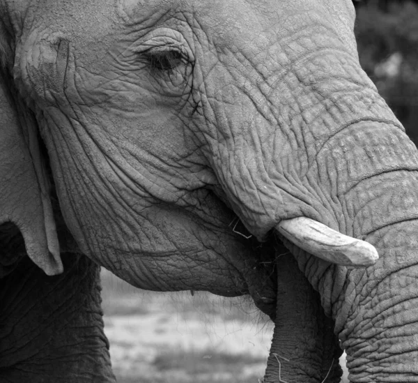 Elefantes Africanos São Elefantes Gênero Loxodonta Gênero Composto Por Duas — Fotografia de Stock