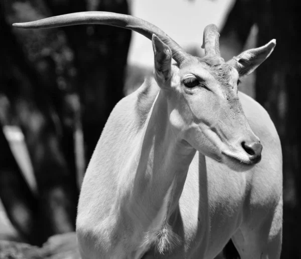 Közföld Más Néven Déli Föld Vagy Szárazföldi Antilop Egy Szavanna — Stock Fotó