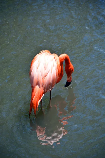 Flamingi Lub Flamingi Rodzaj Ptaka Brodzącego Jedyny Rodzaj Rodzinie Fenikopteridae — Zdjęcie stockowe