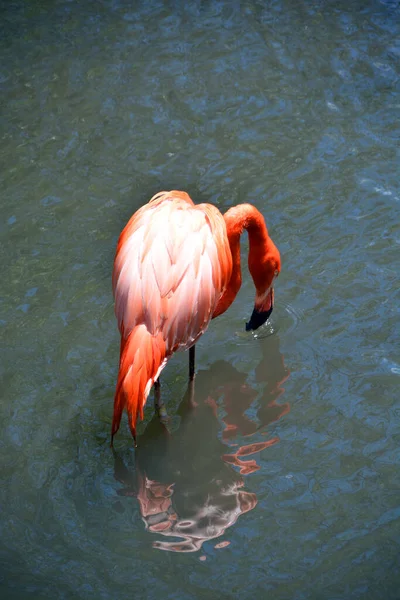 Flamingos Oder Flamingos Sind Eine Art Watvogel Die Einzige Gattung — Stockfoto