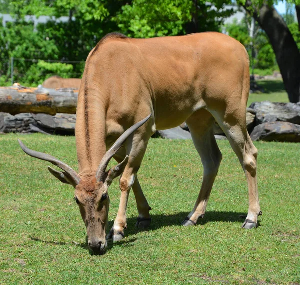 公共牧场 也被称为南部的羚羊 是一种在东部和南部非洲发现的草原羚羊和平原羚羊 牠们是博维达科和陶罗特拉格斯属的一个物种 — 图库照片