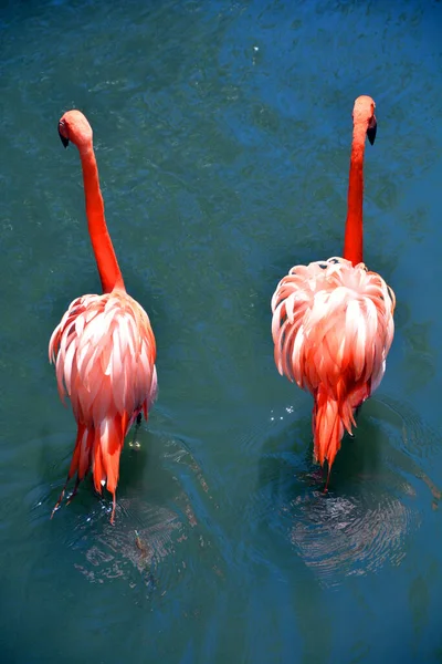 Flamingók Vagy Flamingók Mocsaras Madarak Egy Típusa Phoenicopteridae Család Egyetlen — Stock Fotó