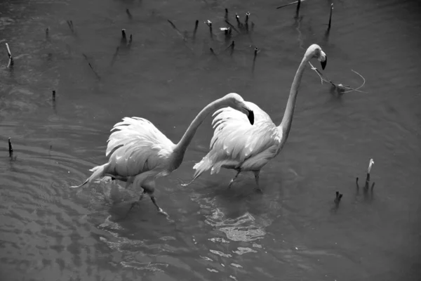 Flamingos Género Ave Família Phoenicopteridae Existem Quatro Espécies Flamingo Nas — Fotografia de Stock