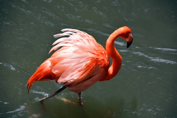 Flamingor Eller Flamingos Typ Vadande Fågel Det Enda Släktet Familjen — Stockfoto