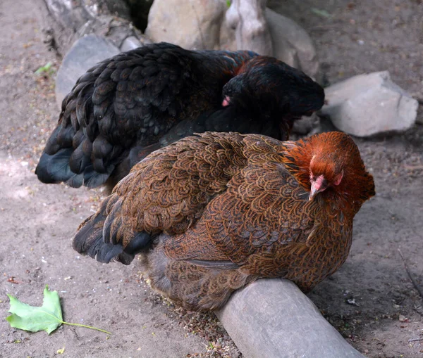 Ayam Cornish Juga Rock Cornish Game Hen Adalah Nama Yang Stok Lukisan  