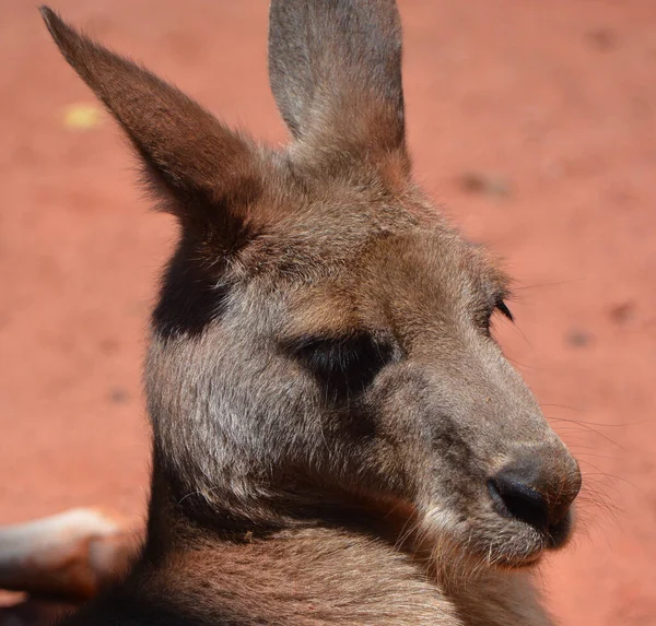 Canguru Marsupial Família Macropodidae Macrópodes Que Significa Grande — Fotografia de Stock