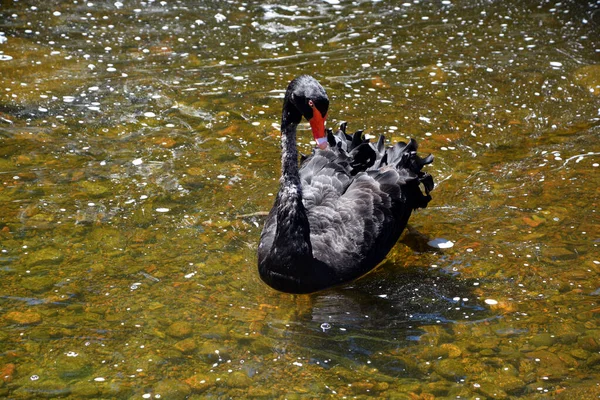 Svart Svan Stor Vattenfågel Svanart Som Föds Främst Australien Underart — Stockfoto