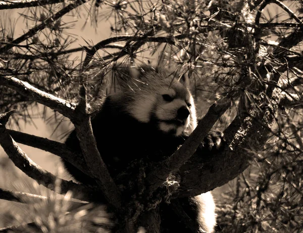 Der Rote Panda Ailurus Fulgens Auch Kleiner Panda Und Roter — Stockfoto