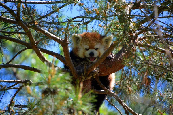 Panda Rouge Ailurus Fulgens Est Petit Mammifère Arboricole Originaire Est — Photo