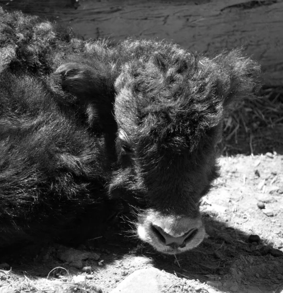 Het Yak Kalf Een Langharig Veulen Gevonden Himalaya Regio Van — Stockfoto