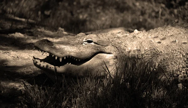 Alligator Sauvage Crocodilien Genre Alligator Famille Des Alligatoridae Les Deux — Photo