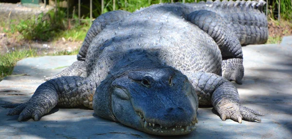 Alligator Sauvage Crocodilien Genre Alligator Famille Des Alligatoridae Les Deux — Photo