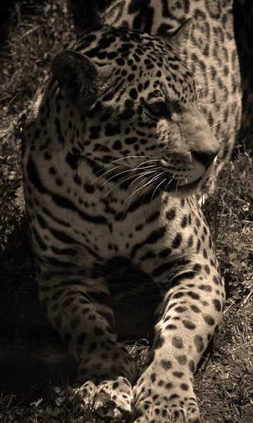 Jaguar Gato Felino Gênero Panthera Apenas Espécies Existentes Panthera Nativas — Fotografia de Stock