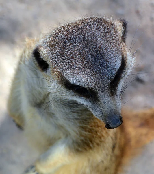 Meerkat Suricate Small Carnivoran Belonging Mongoose Family Live Kalahari Desert — Stock Photo, Image