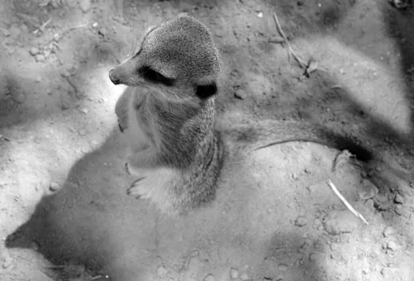 Das Erdmännchen Ist Ein Kleines Raubtier Aus Der Familie Der — Stockfoto