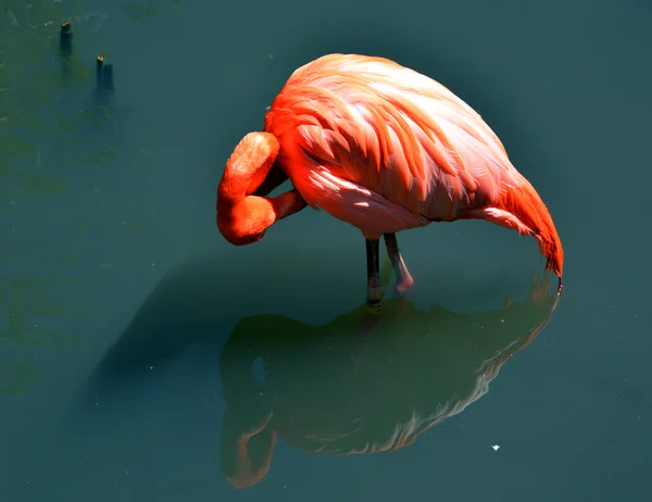 Amerikan Flamingosu Phoenicopterus Ruber Büyük Flamingo Şili Flamingosuyla Yakından Ilişkili — Stok fotoğraf