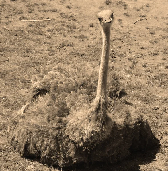 Der Strauß Ist Eine Oder Zwei Arten Großer Flugunfähiger Vögel — Stockfoto