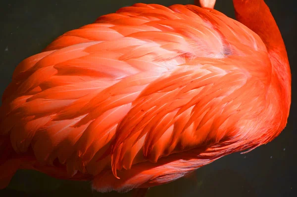 Phoenicopterus Ruber Een Flamingo Uit Familie Flamingo Phoenicopteridae — Stockfoto