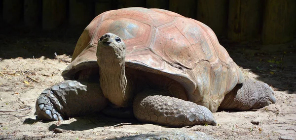 Aldabra Obrovská Želva Aldabrachelys Gigantea Ostrovů Aldabra Atoll Seychelách Jedním — Stock fotografie