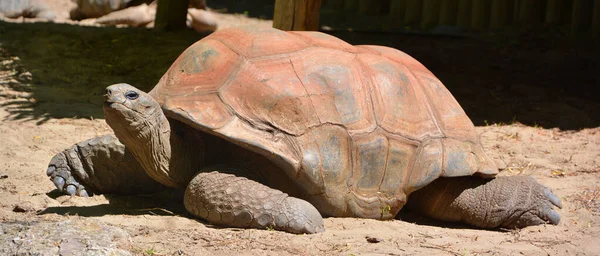 Aldabra Obrovská Želva Aldabrachelys Gigantea Ostrovů Aldabra Atoll Seychelách Jedním — Stock fotografie