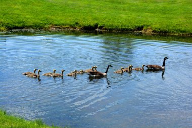 Kanada kaz ailesi (Branta canadensis) büyük siyah başlı ve boyunlu, yüzünde beyaz lekeler ve kahverengi gövdeli bir kuştur.