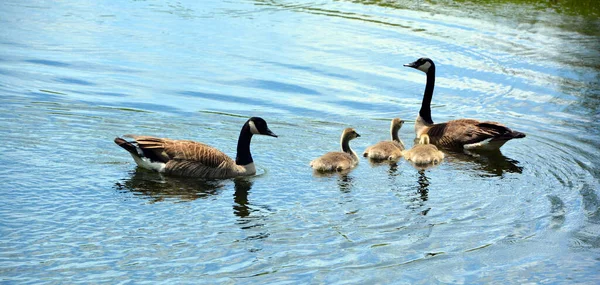 Família Ganso Canadá Branta Canadensis São Grandes Cabeça Pescoço Preto — Fotografia de Stock